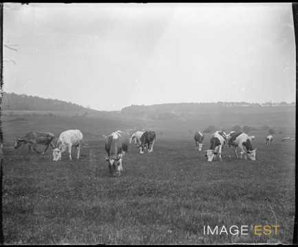 Vaches au pâturage (Lorraine)